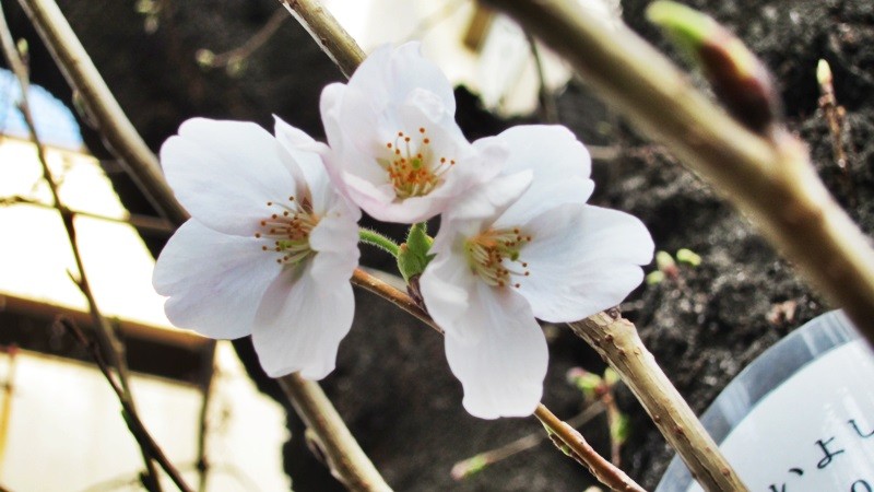 f:id:selmel:20130317165005j:image:w360 f:id:selmel:20130317165005j:image:w360