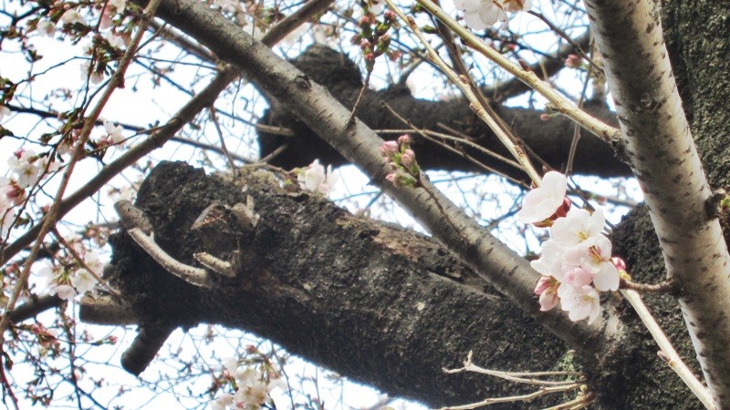 f:id:selmel:20130317165007j:image:w360 f:id:selmel:20130317165007j:image:w360