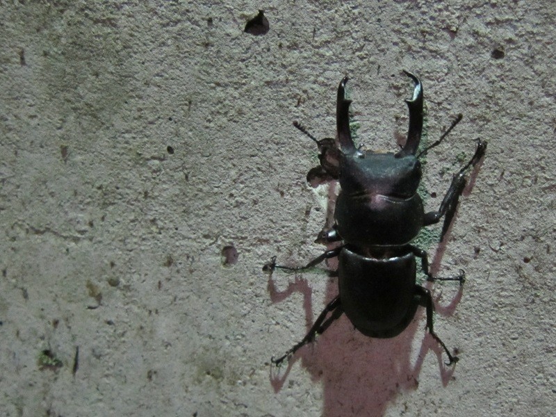 f:id:selmel:20130601223302j:image:w360 f:id:selmel:20130601223302j:image:w360
