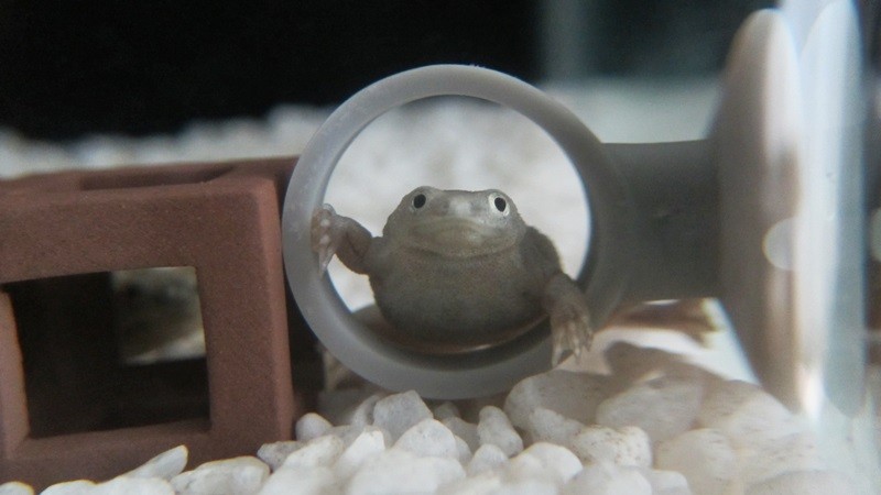 f:id:selmel:20130610211632j:image:w360