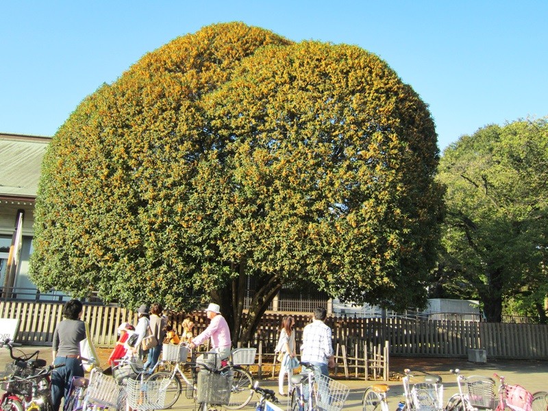 f:id:selmel:20131013203945j:image:w360 f:id:selmel:20131013203945j:image:w360