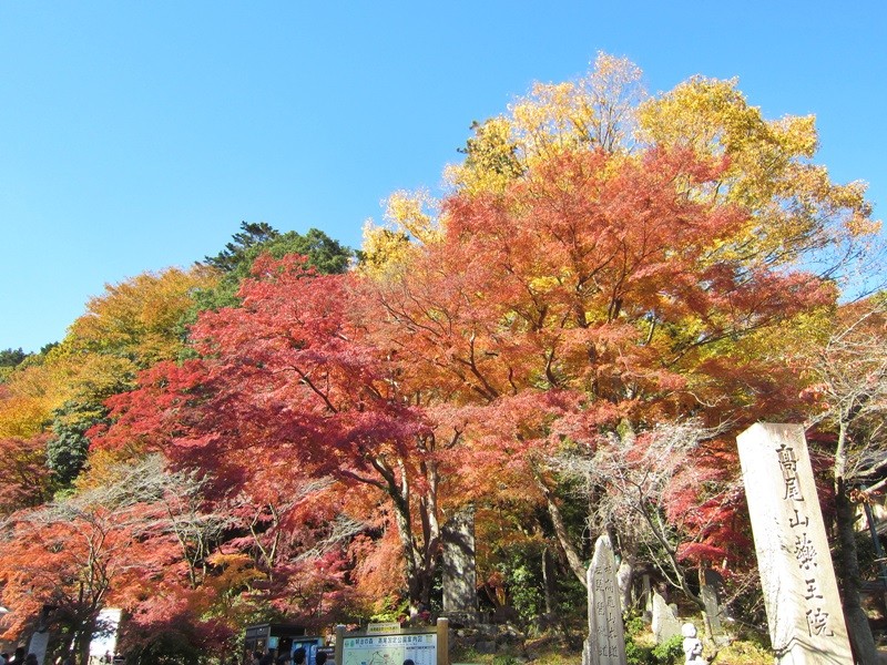 f:id:selmel:20131121194440j:image:w360