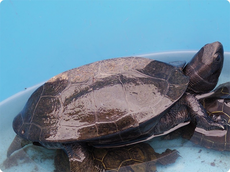 f:id:selmel:20140220221209j:image:w120