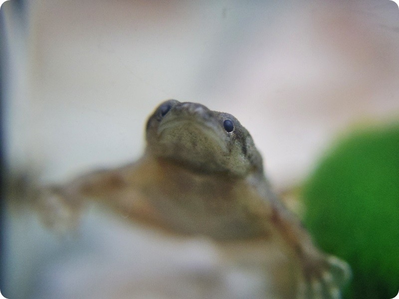 f:id:selmel:20140305234522j:image:w360