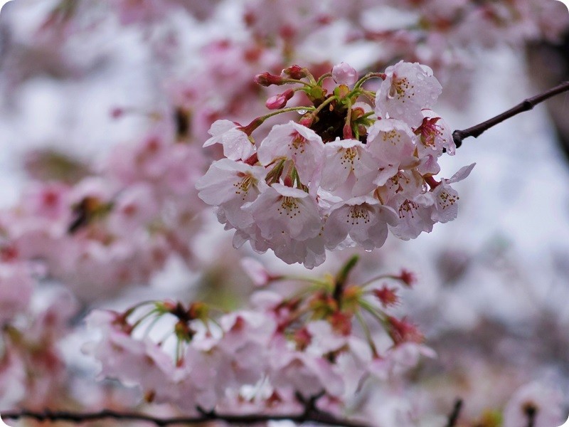f:id:selmel:20140403194752j:image:w360