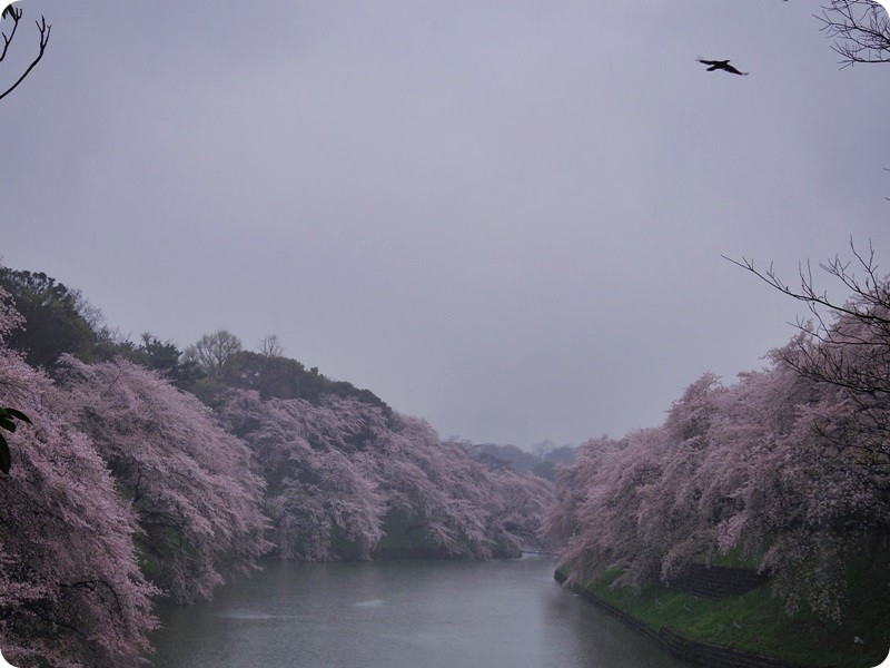 f:id:selmel:20140403195155j:image:w360
