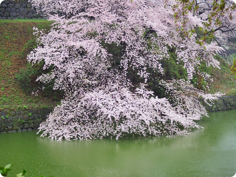 f:id:selmel:20140403195156j:image:w360
