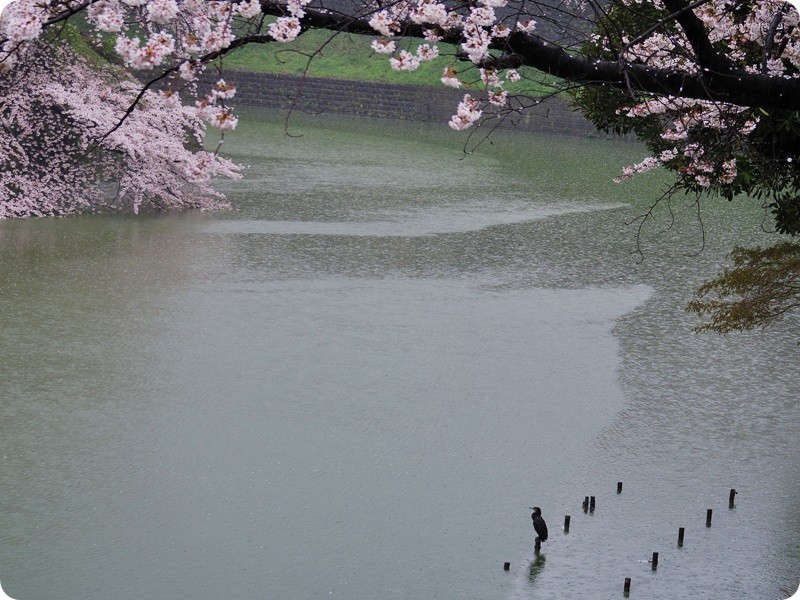 f:id:selmel:20140403195157j:image:w360