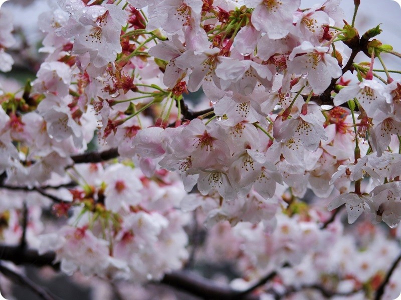 f:id:selmel:20140403195159j:image:w360