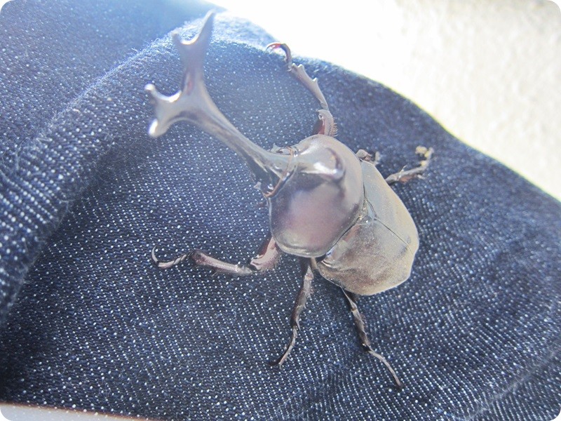 f:id:selmel:20140807230130j:image:w360