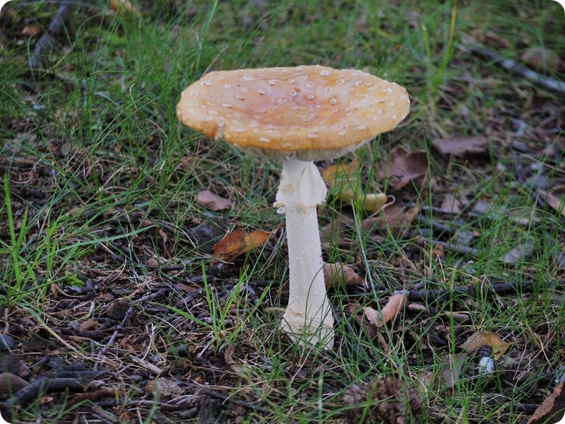 f:id:selmel:20140923134922j:image:w360 f:id:selmel:20140923134922j:image:w360