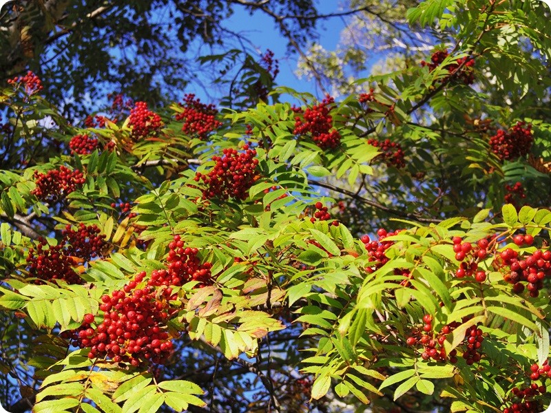 f:id:selmel:20140923134923j:image:w360 f:id:selmel:20140923134923j:image:w360