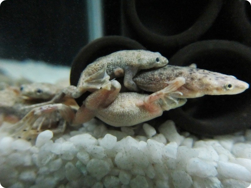 逃がさぬっ！