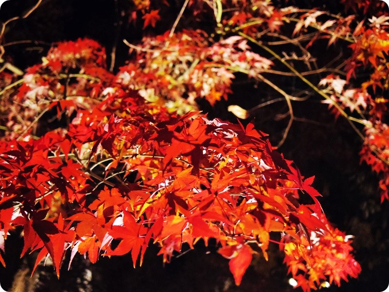 f:id:selmel:20141122231534j:image:w360