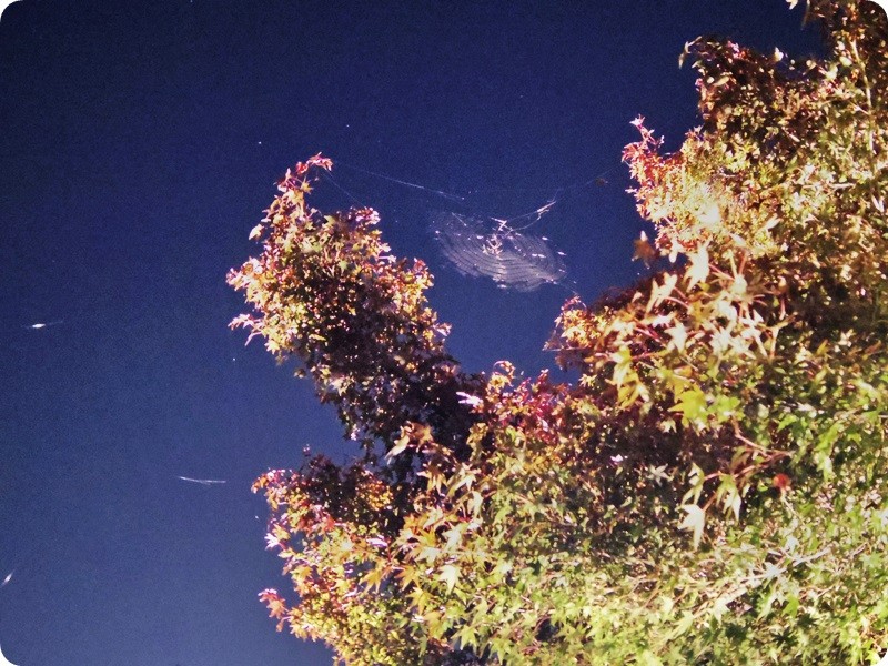 f:id:selmel:20141122231536j:image:w360