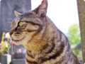 f:id:selmel:20150429221159j:image:medium