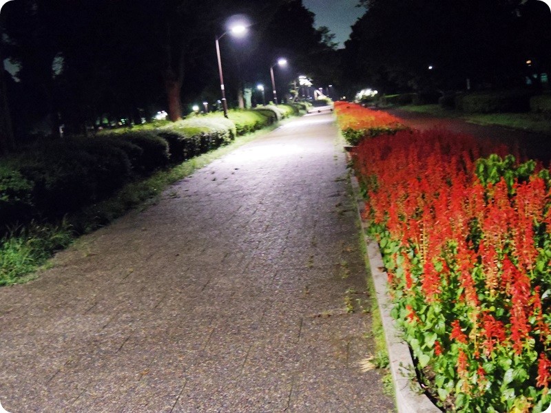 f:id:selmel:20150810225534j:image:w360