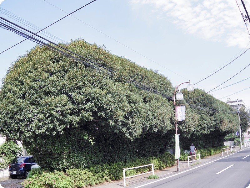 f:id:selmel:20150920211758j:image:w360