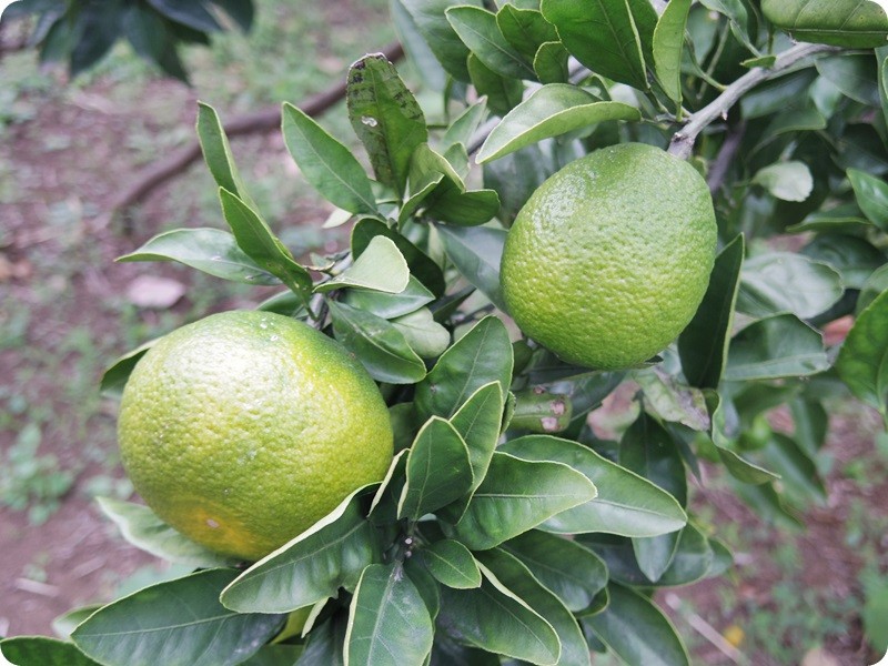 f:id:selmel:20151031130848j:image:w360 f:id:selmel:20151031130848j:image:w360