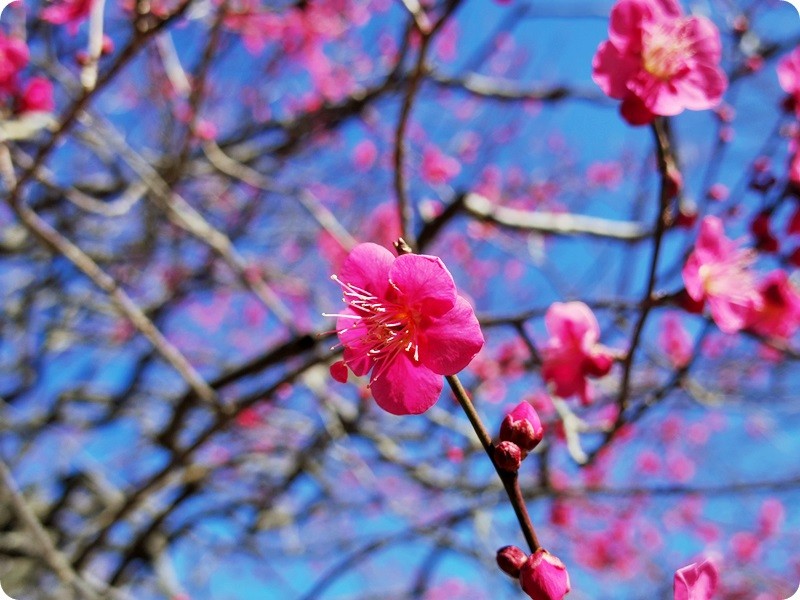 f:id:selmel:20160211190614j:image:w360 f:id:selmel:20160211190614j:image:w360