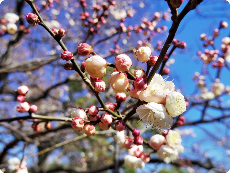 f:id:selmel:20160211190617j:image:w360 f:id:selmel:20160211190617j:image:w360