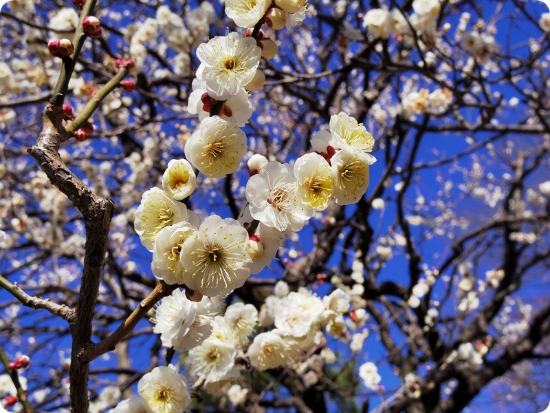 f:id:selmel:20160211190622j:image:w360 f:id:selmel:20160211190622j:image:w360