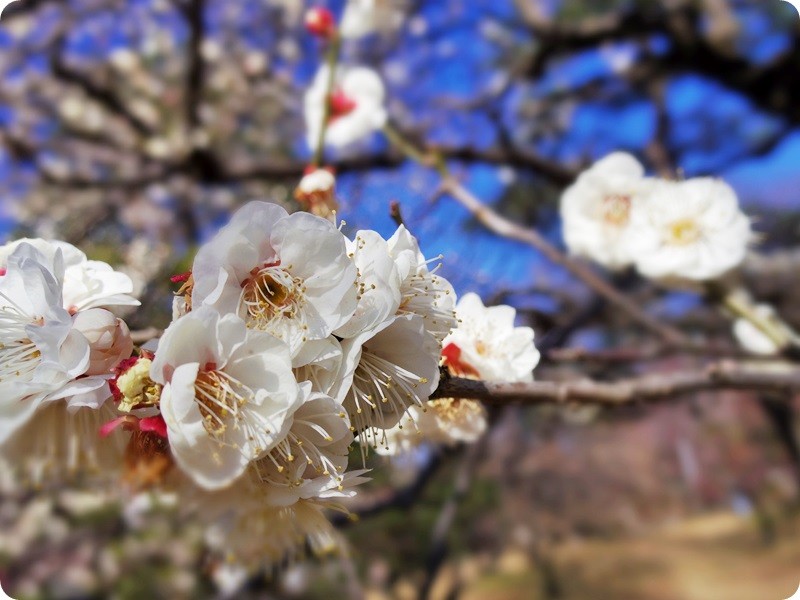 f:id:selmel:20160211190624j:image:w360 f:id:selmel:20160211190624j:image:w360