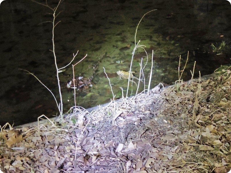 f:id:selmel:20160219222356j:image:w360 f:id:selmel:20160219222356j:image:w360