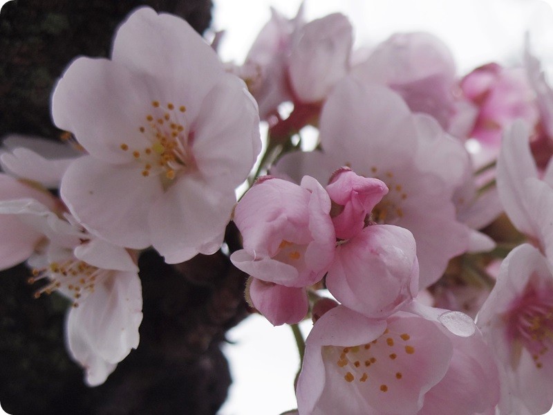 f:id:selmel:20160403194203j:image:w360 f:id:selmel:20160403194203j:image:w360