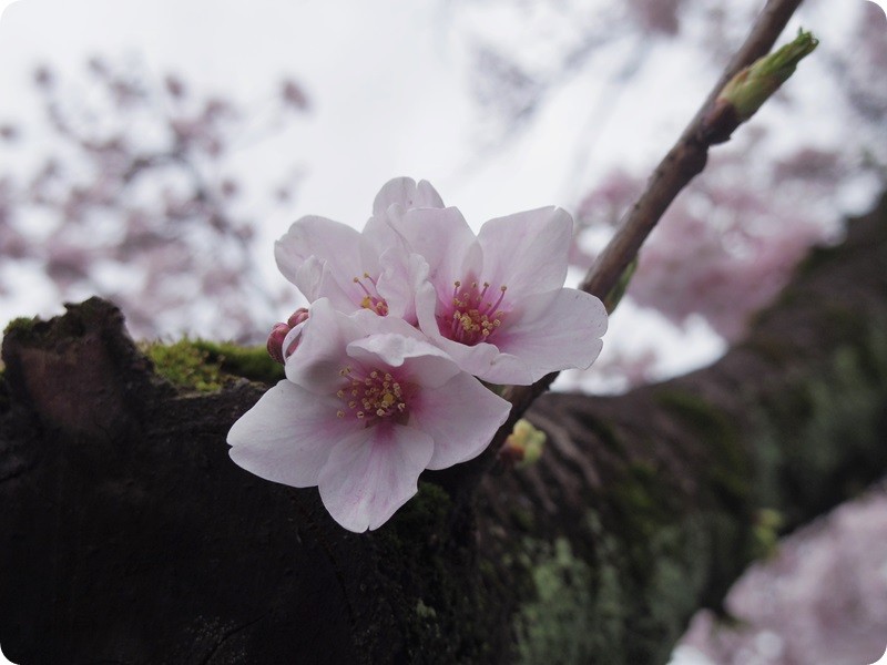 f:id:selmel:20160403194204j:image:w360 f:id:selmel:20160403194204j:image:w360
