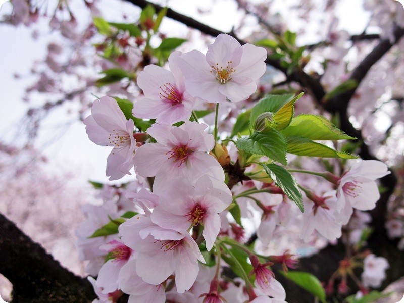 f:id:selmel:20160406234137j:image:w360 f:id:selmel:20160406234137j:image:w360