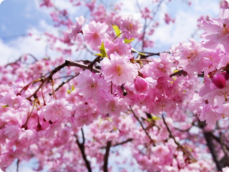 f:id:selmel:20160426221842j:image:w360