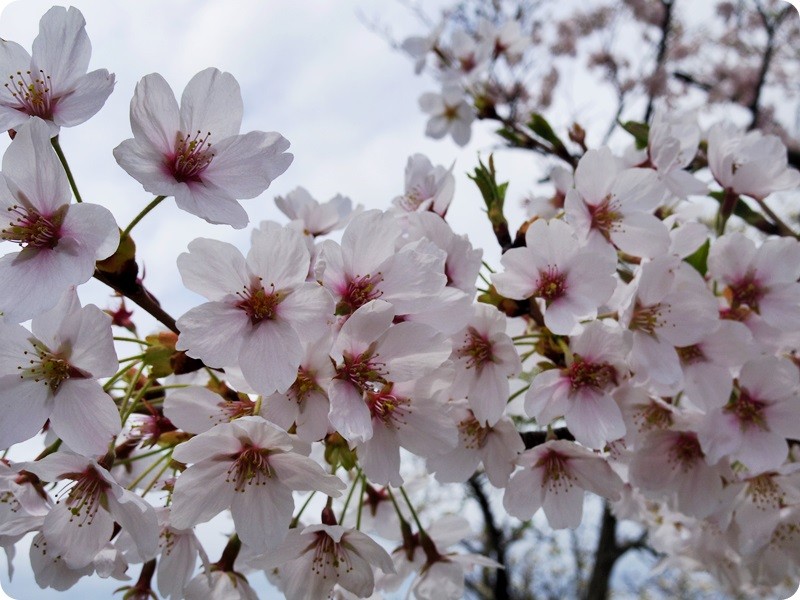 f:id:selmel:20160426224158j:image:w360