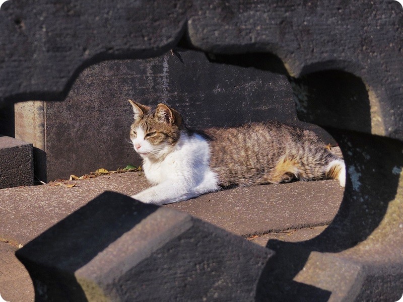 f:id:selmel:20160504140215j:image:w360 f:id:selmel:20160504140215j:image:w360