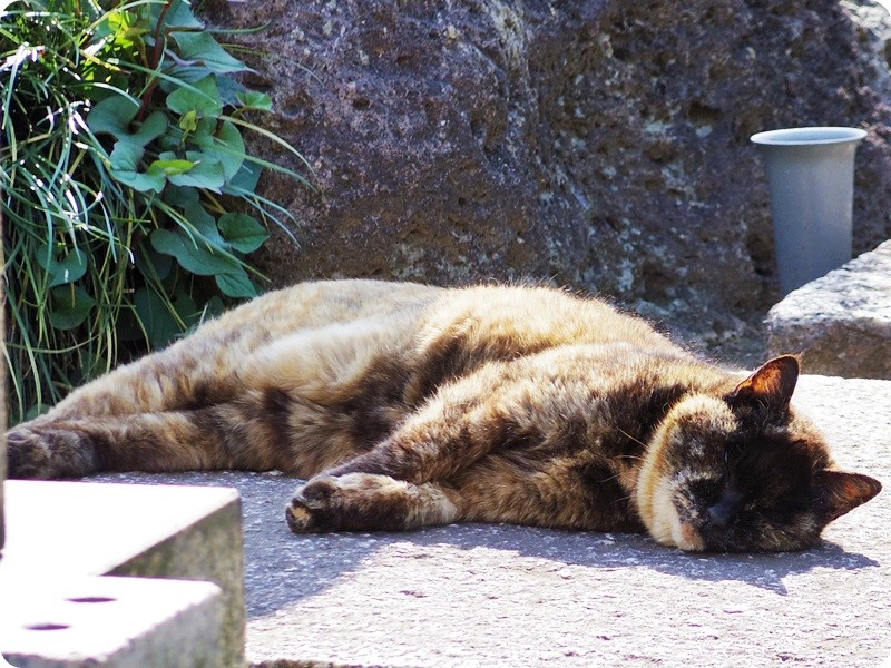 f:id:selmel:20160504140218j:image:w360 f:id:selmel:20160504140218j:image:w360