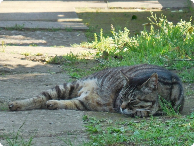 f:id:selmel:20160504140230j:image:w360 f:id:selmel:20160504140230j:image:w360