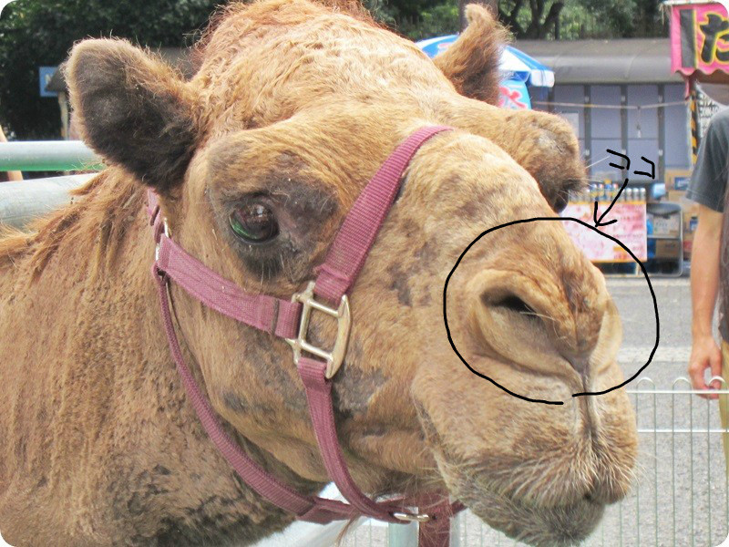 f:id:selmel:20161007224418j:image:w360