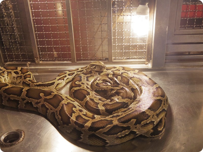 f:id:selmel:20161106191128j:image:w360 f:id:selmel:20161106191128j:image:w360