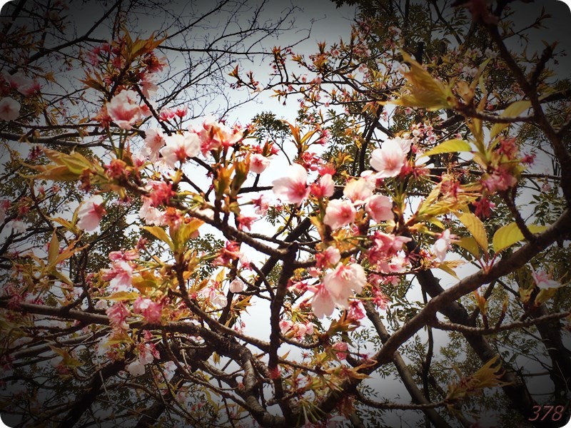 f:id:selmel:20170318200606j:image:w360 f:id:selmel:20170318200606j:image:w360