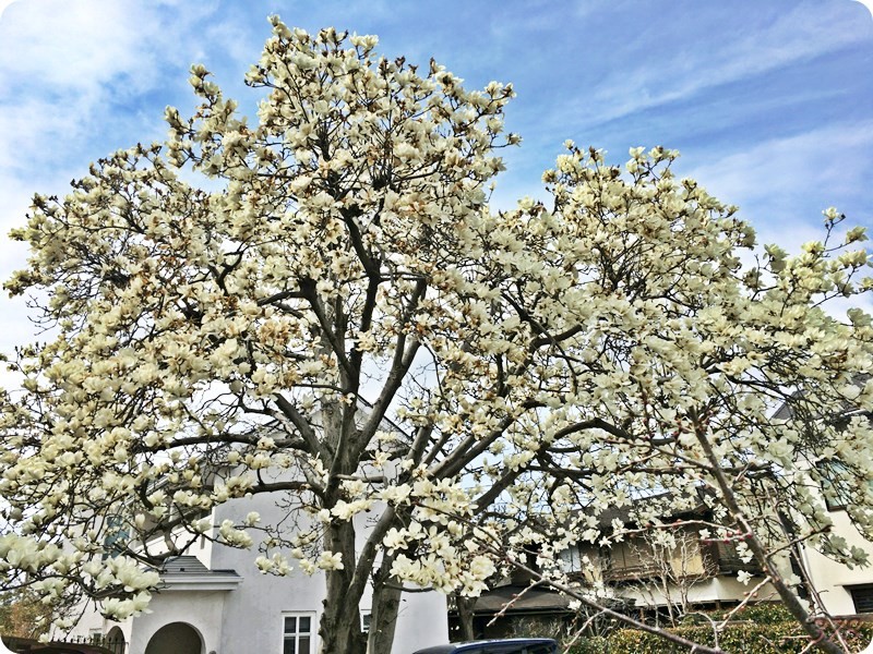 f:id:selmel:20170324143441j:image:w360