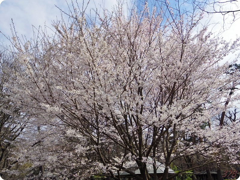 f:id:selmel:20170402184816j:image:w360