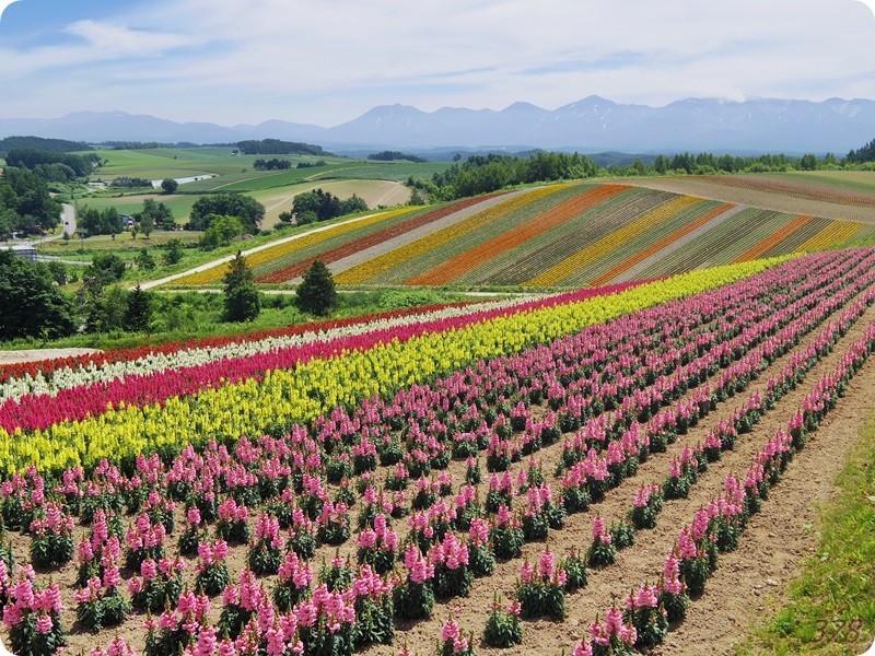 f:id:selmel:20170711233025j:image:w360 f:id:selmel:20170711233025j:image:w360