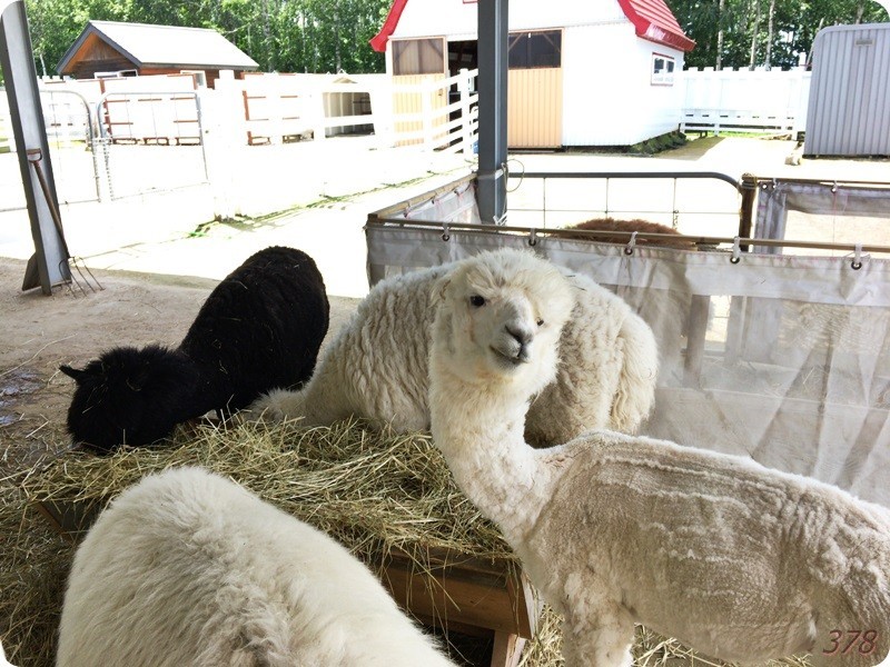 f:id:selmel:20170712235424j:image:w360