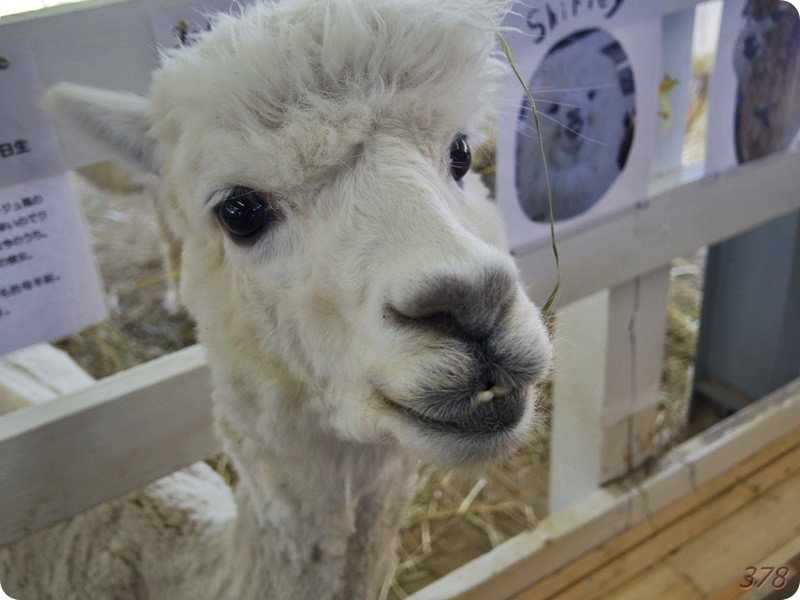 f:id:selmel:20170712235425j:image:w360