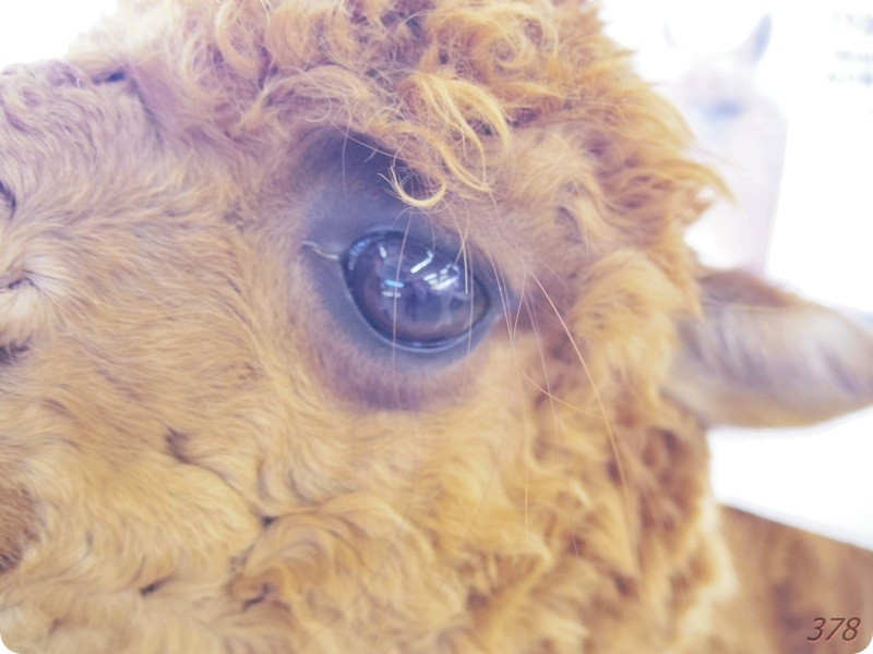 f:id:selmel:20170712235426j:image:w360