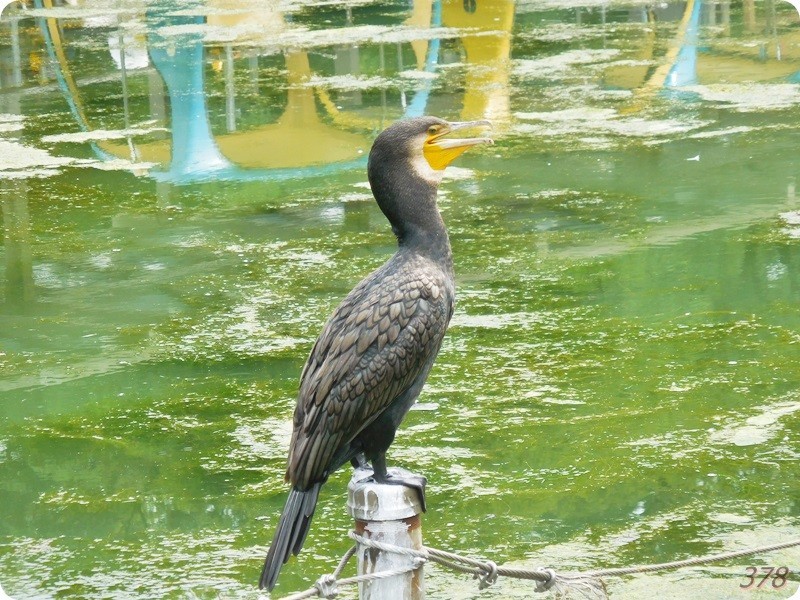 f:id:selmel:20180722222901j:image:w360