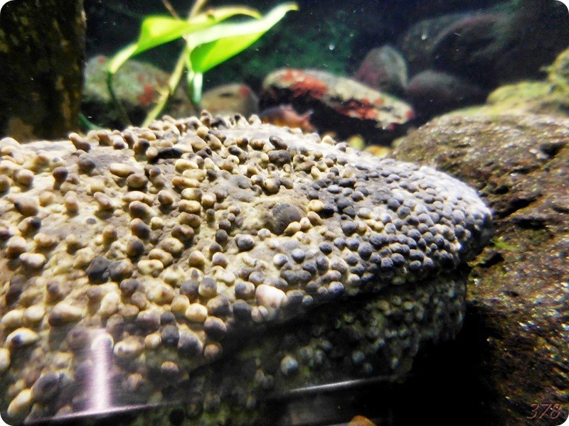 f:id:selmel:20180722223730j:image:w360