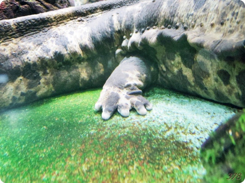 f:id:selmel:20180722223733j:image:w360