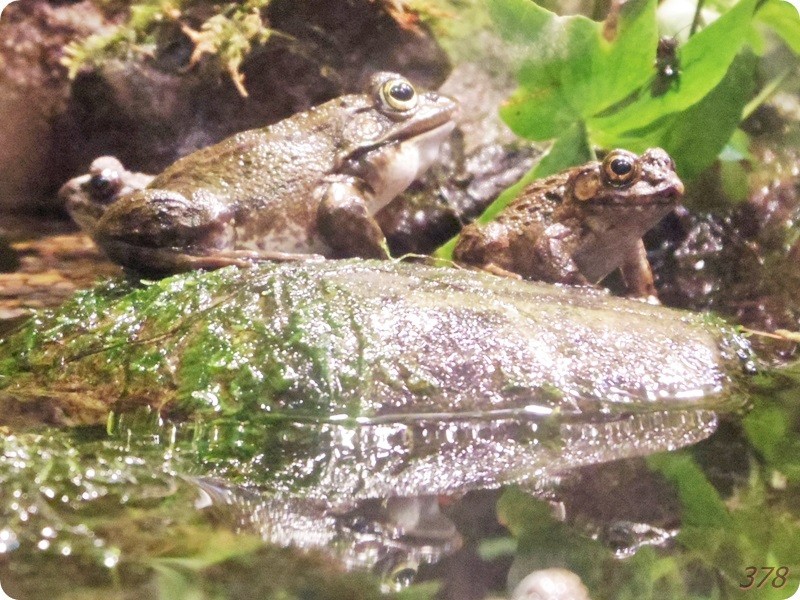 f:id:selmel:20180722224329j:image:w360