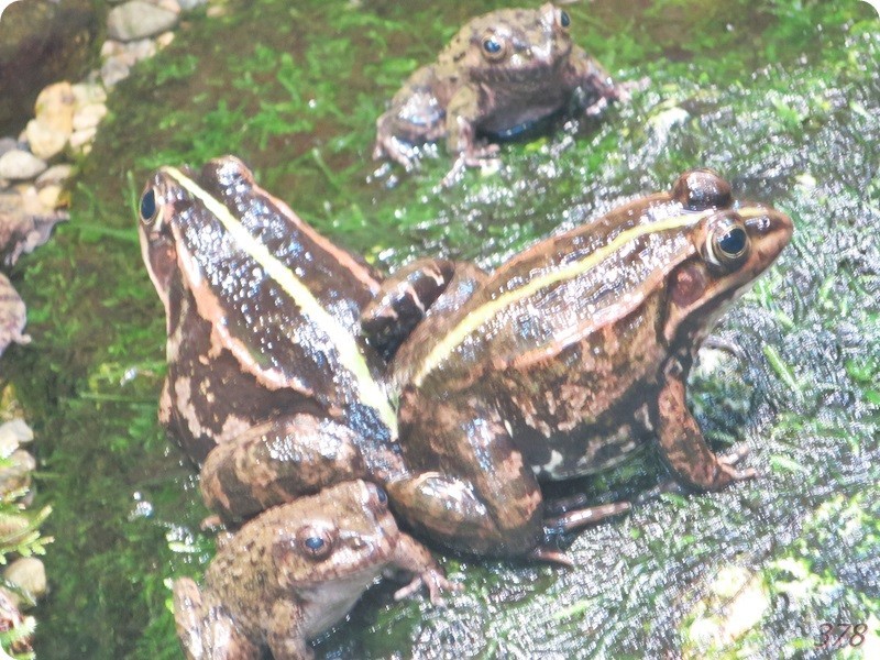 f:id:selmel:20180722224333j:image:w360